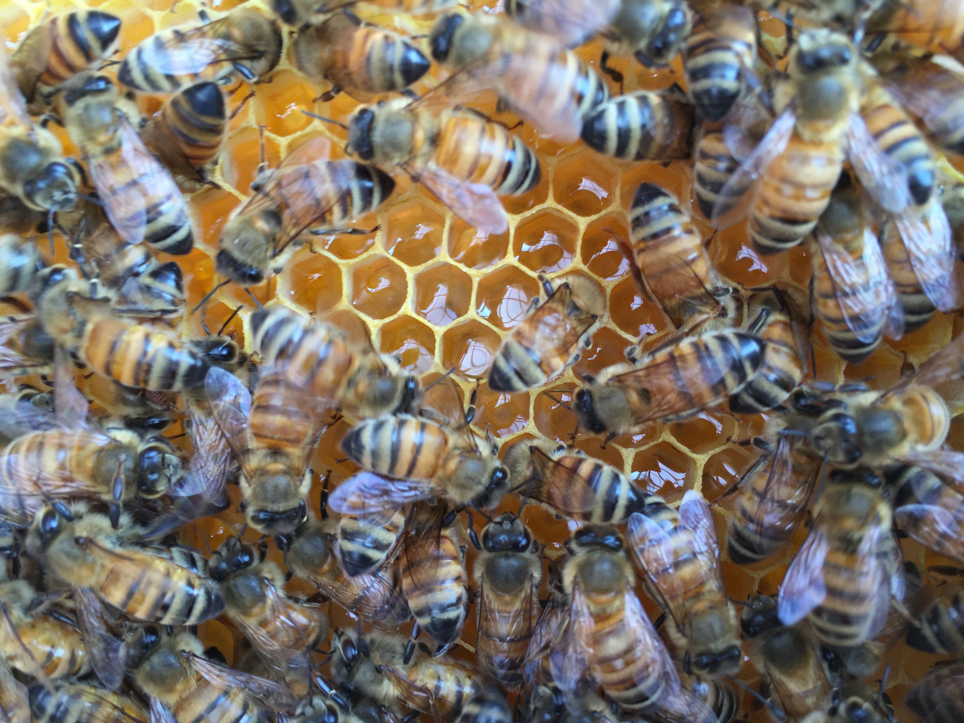 Bees' society