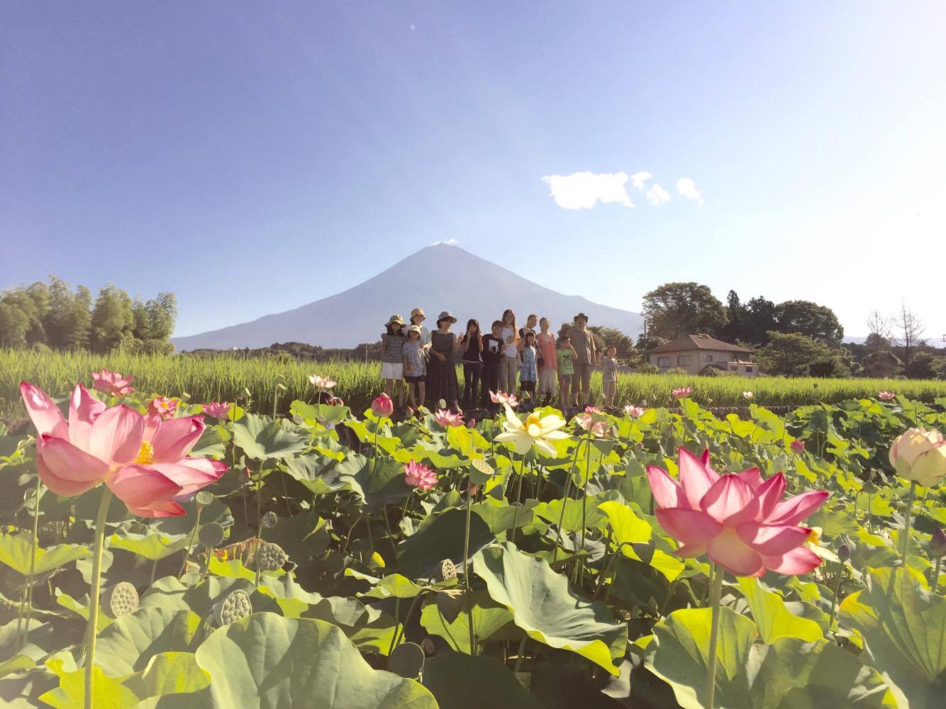 Mt. Fuji, Lotus flowers and people